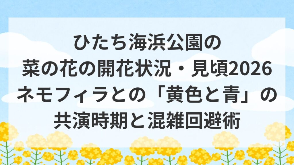 ひたち海浜公園の菜の花の開花状況・見頃2026｜ネモフィラとの「黄色と青」の共演時期と混雑回避術