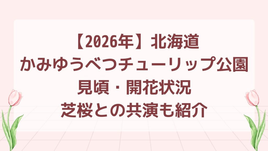 【2026年】北海道・かみゆうべつチューリップ公園｜見頃・開花状況・芝桜との共演も紹介
