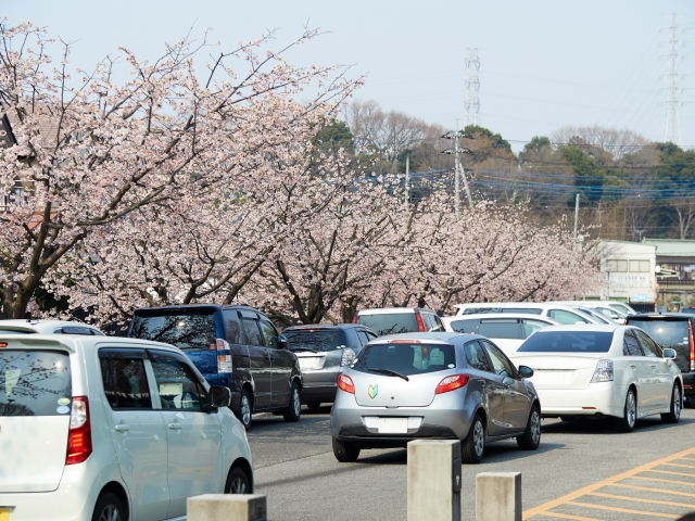 2026年岡崎桜祭りの駐車場事情｜「予約」か「予約なし」か、あなたの正解は？
