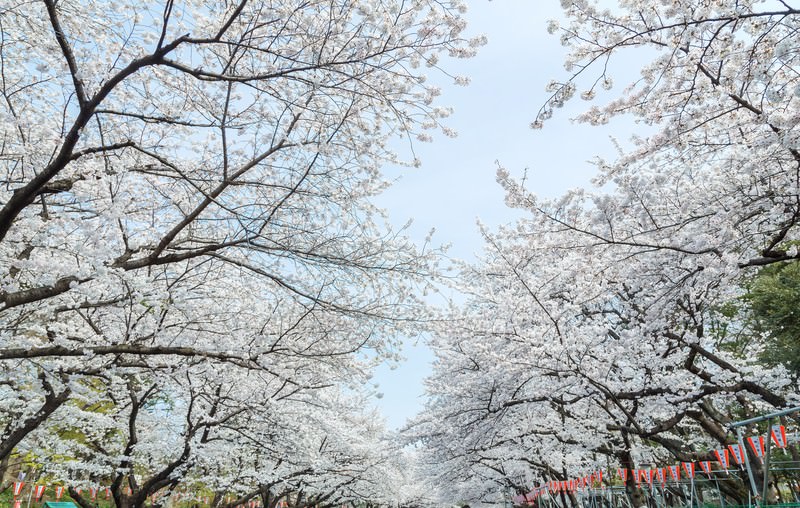 上野公園の桜おすすめルート【90分で巡る王道コース】