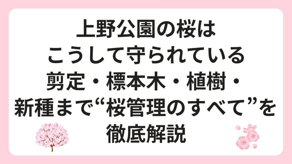 上野公園の桜はこうして守られている｜剪定・標本木・植樹・新種まで“桜管理のすべて”を徹底解説