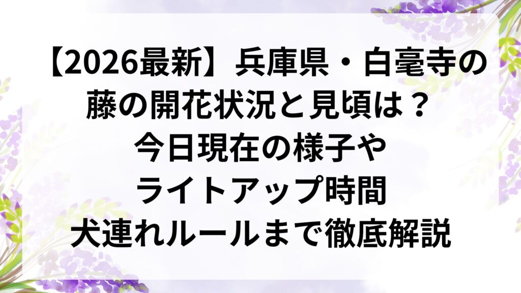 【2026最新】兵庫県・白毫寺の藤の開花状況と見頃は？今日現在の様子やライトアップ時間、犬連れルールまで徹底解説