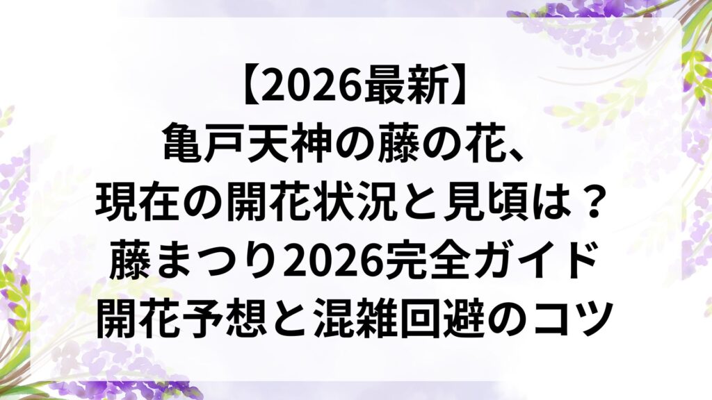 【2026最新】亀戸天神の藤の花、現在の開花状況と見頃は？藤まつり2026完全ガイド｜開花予想と混雑回避のコツ