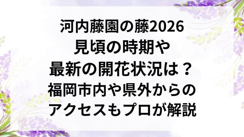 河内藤園の藤2026｜見頃の時期や最新の開花状況は？福岡市内や県外からのアクセスもプロが解説