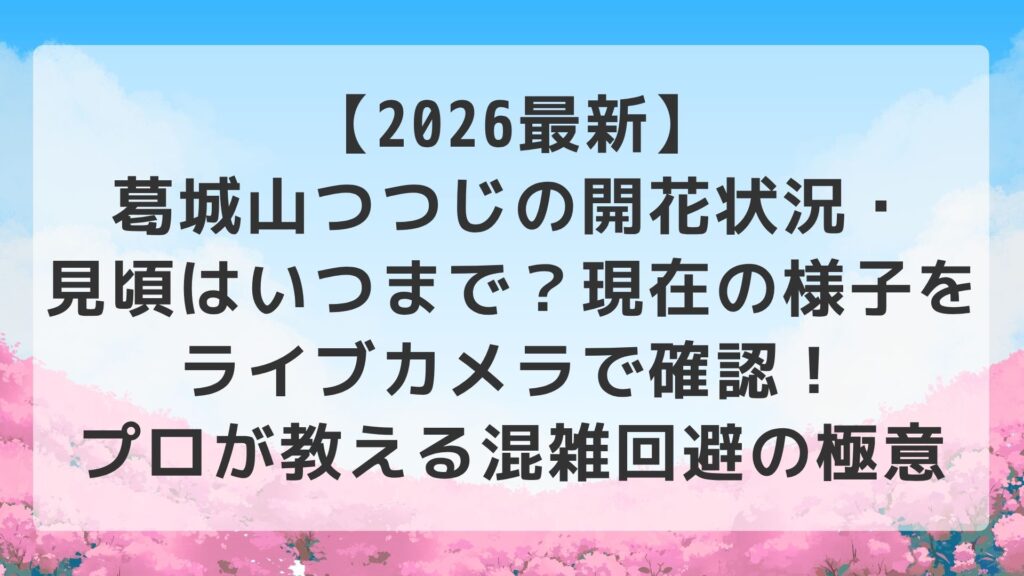 【2026最新】葛城山つつじの開花状況・見頃はいつまで？現在の様子をライブカメラで確認！プロが教える混雑回避の極意