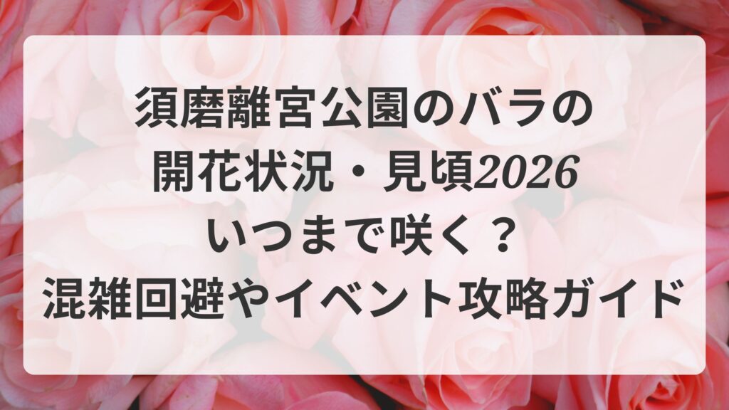 須磨離宮公園のバラの開花状況・見頃2026｜いつまで咲く？混雑回避やイベント攻略ガイド