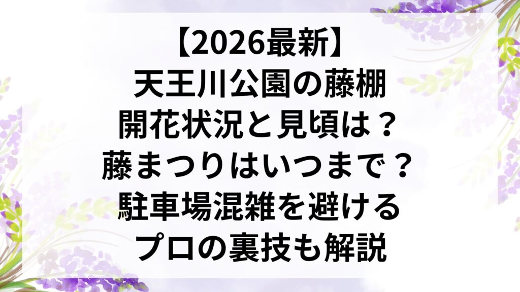 【2026最新】天王川公園の藤棚・開花状況と見頃は？藤まつりはいつまで？駐車場混雑を避けるプロの裏技も解説
