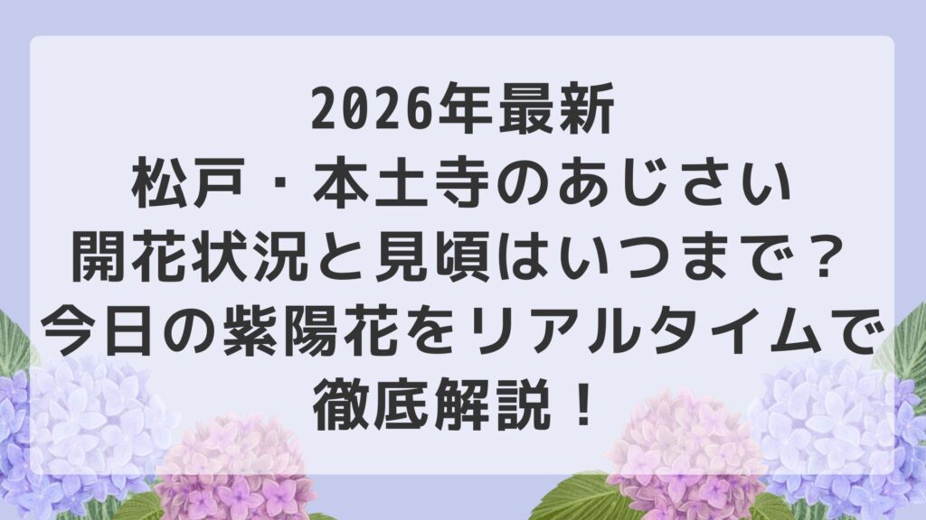 2026年最新｜松戸・本土寺のあじさい開花状況と見頃はいつまで？今日の紫陽花をリアルタイムで徹底解説！