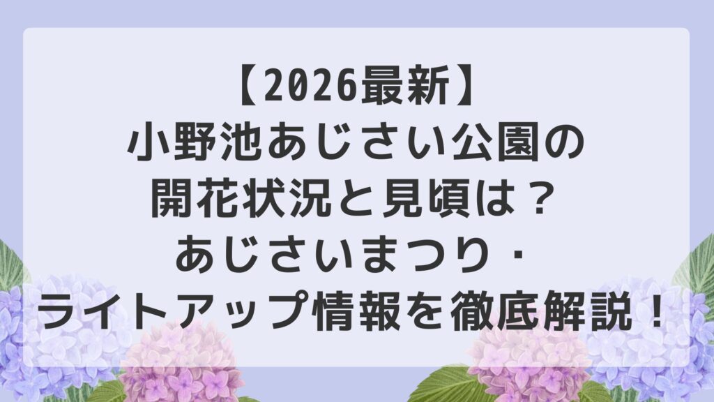 【2026最新】小野池あじさい公園の開花状況と見頃は？あじさいまつり・ライトアップ情報を徹底解説！